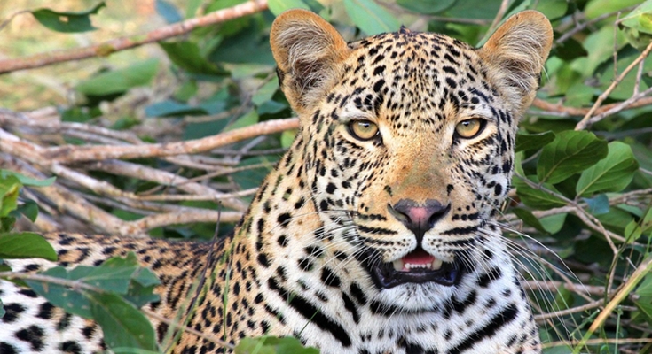 Leopard attack: Farmer clashes with leopard to save calf in Surat